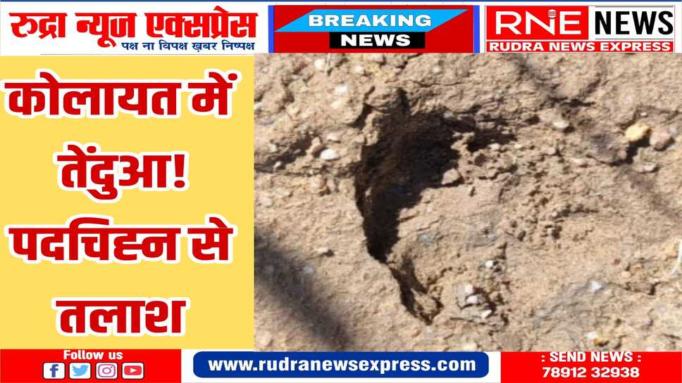कोलायत में तेंदुए जैसे जानवर के पदचिह्न , वनविभाग की टीम मौके पर