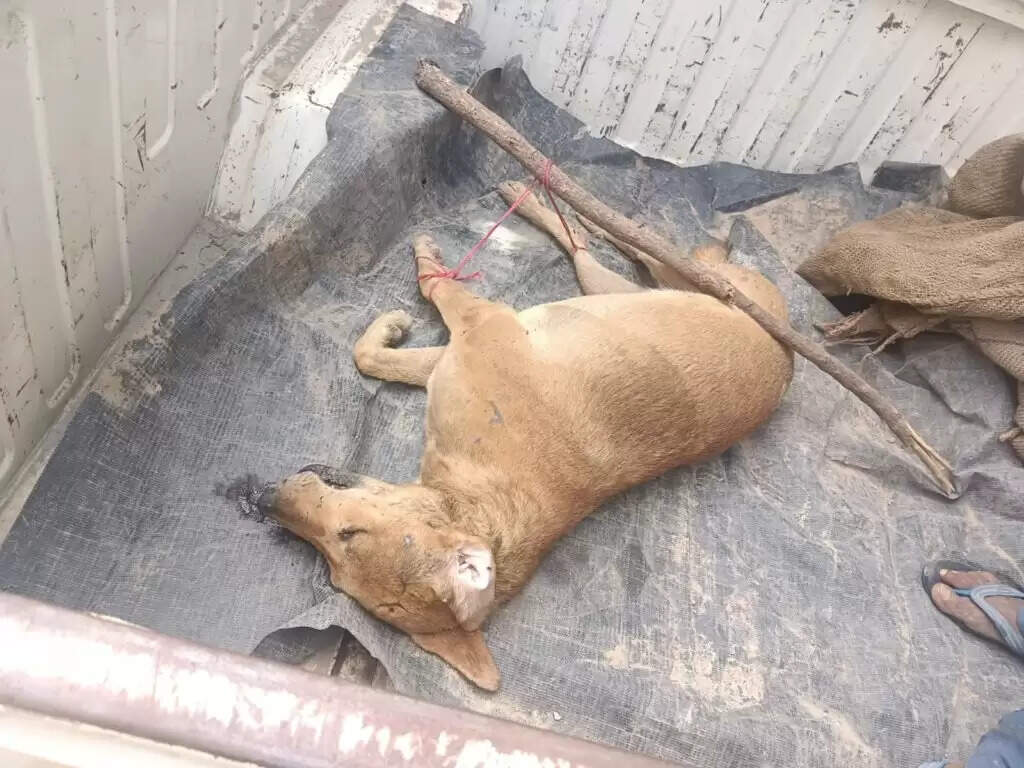 कुत्ते की हत्या : ‘शेरू’ शराब बेचने वालों को पहचानता था, गंध सूंघते ही भौंकने लगता