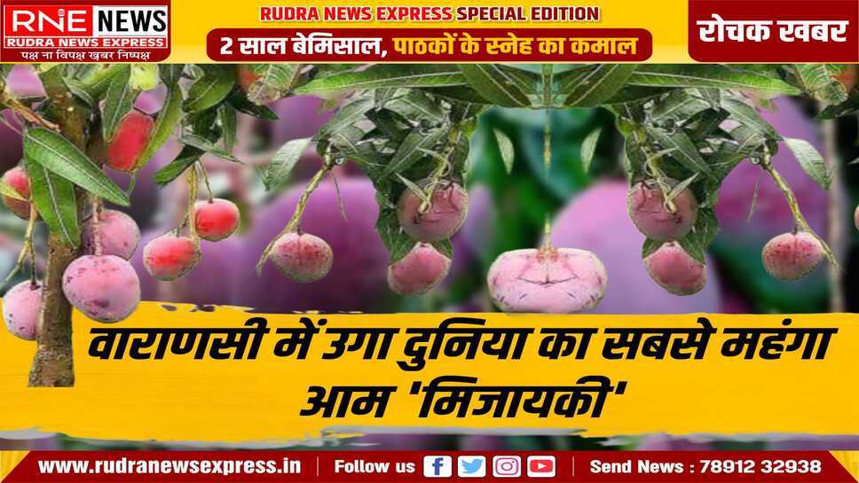 लाखों का आम, चप्पे चप्पे पर पहरा !!, ' मिजायकी ' आम की हाई प्रोफाइल सुरक्षा, गांव व किसान चर्चा में