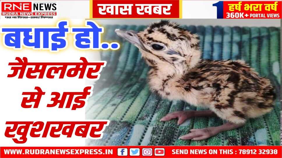Jaisalmer: नया इतिहास रचा, दुनिया में पहली बार AI से पैदा हुआ दुर्लभ गोडावण