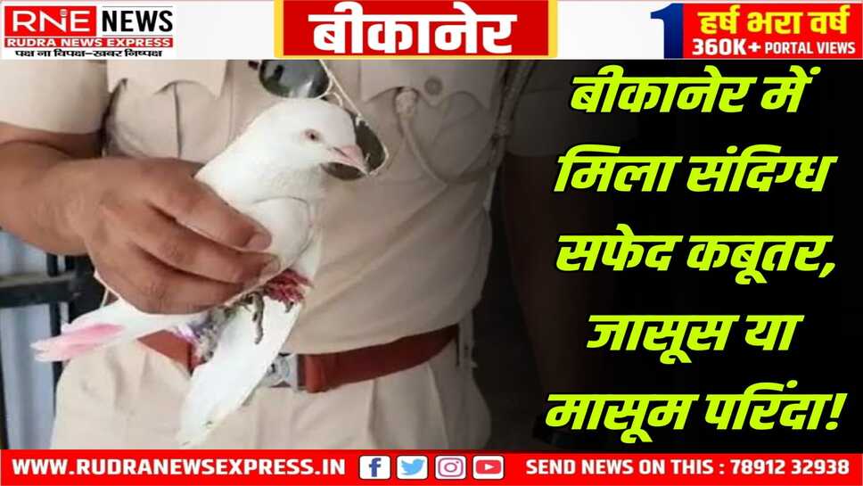 Bikaner : बज्जू इलाके में मिला ऐसा सफेद कबूतर जिसके पैर में छल्ला, उर्दू में लिखावट और अंकों वाली पर्ची!