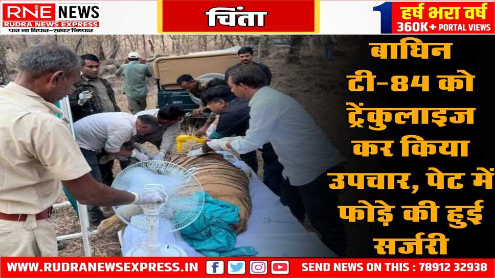 रणथंभौर में बाघिन एरोहैड की तबीयत बिगड़ गई, पेट के दांयी तरफ एक फोड़ा हो रहा है, उपचार शुरू