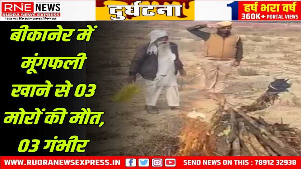 Death of Peacocks : बीकानेर के Khajuwala में मूंगफली से मोरों की मौत, अन्त्येष्टि में सलामी