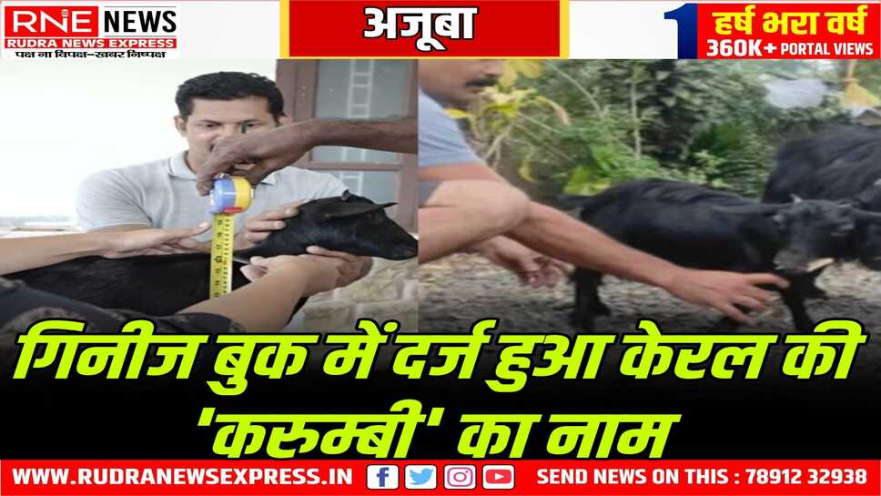 दुनिया की सबसे छोटी बकरी केरल में, नाम गिनीज बुक में शामिल, इस बकरी का कद सिर्फ 1.3 फुट, जिंदा है ये बकरी
