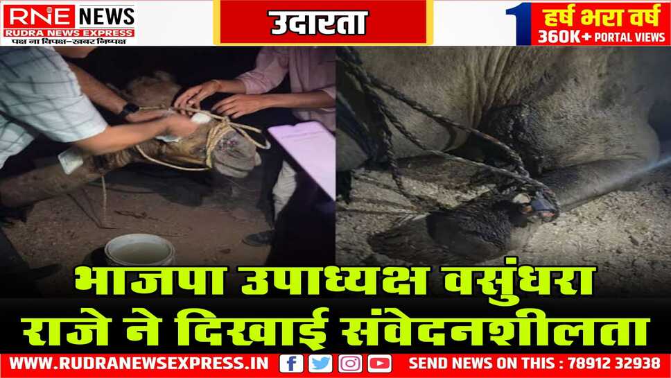 पूर्व सीएम राजे की उदारता, घायल ऊंट को तड़पते देखा तो चिकित्सक बुलाये, रामसागर बांध किनारे सड़क पर राजे ने तड़पते ऊंट को देखा था