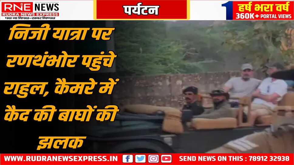 बाघिन - शावकों को देख रोमांचित हुए राहुल गांधी, राहुल ने की रणथंभोर में टाइगर सफारी