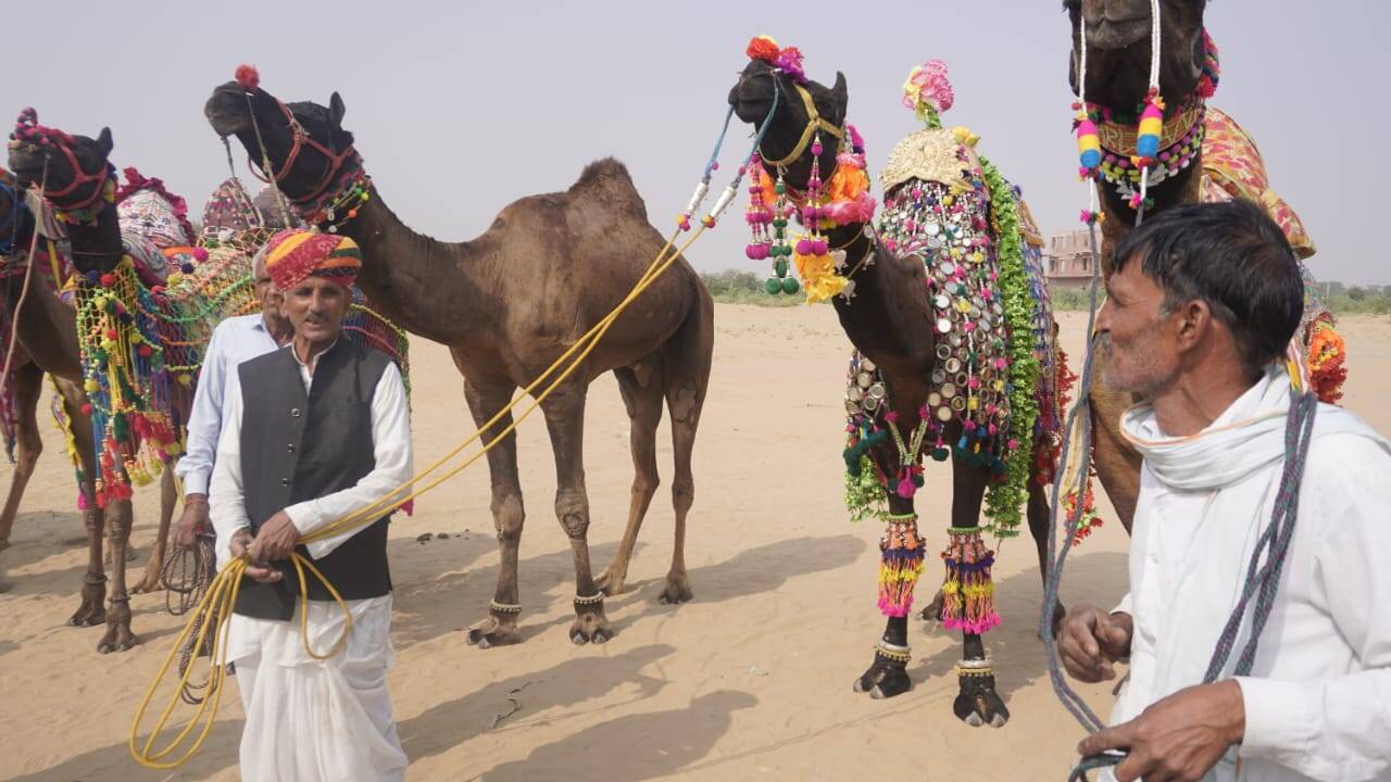Kolayat Camel Competetion : नस्ल में जगदीश का ऊंट टॉप, शृंगार रामलाल के ऊंट का सुहाया, नाचने में मौज अली का ऊंट नंबर-वन