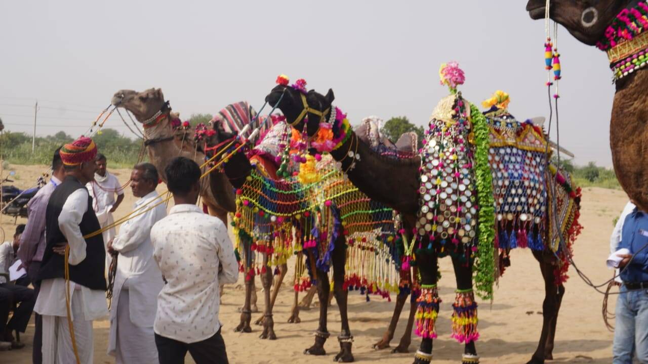 Kolayat Camel Competetion : नस्ल में जगदीश का ऊंट टॉप, शृंगार रामलाल के ऊंट का सुहाया, नाचने में मौज अली का ऊंट नंबर-वन