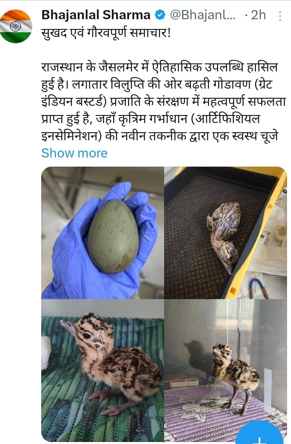 Jaisalmer: नया इतिहास रचा, दुनिया में पहली बार AI से पैदा हुआ दुर्लभ गोडावण