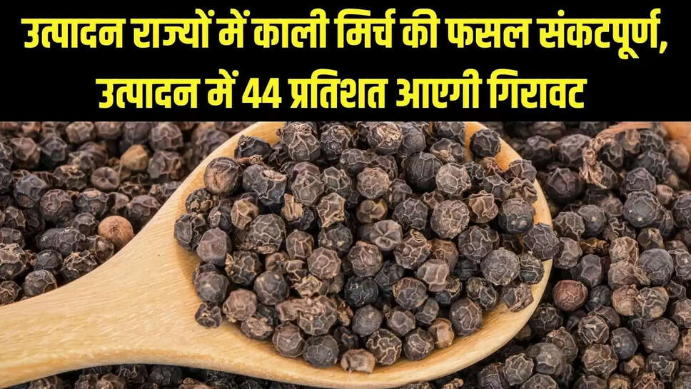 Black Pepper Price  उत्पादन राज्यों में काली मिर्च की फसल संकटपूर्ण, उत्पादन में 44 प्रतिशत आएगी गिरावट&nbsp;