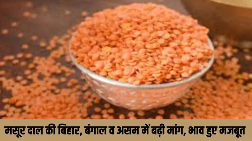 Today Mandi Bhav : मसूर दाल की बिहार, बंगाल व असम में बढ़ी मांग, भाव हुए मजबूत 