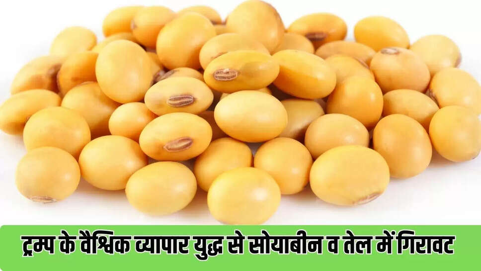 Soybean Price : ट्रम्प के वैश्विक व्यापार युद्ध से सोयाबीन व तेल में गिरावट 