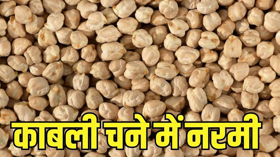 Mandi Bhav  शुरुआती तेजी के बाद काबली चने में नरमी, जानें दाल-दलहनों की थोक कीमतें