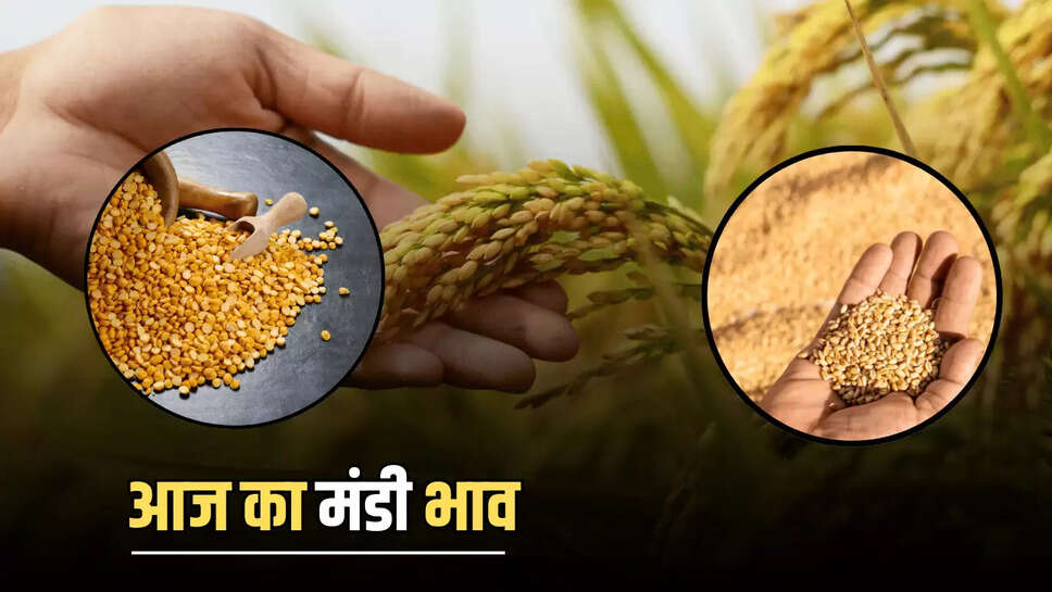 Mandi Bhav 24 july 2025 : मंडियों में चना का स्टॉक खत्म होने से भाव में आएगा भारी उछाल, जाने दाल के थोक भाव 