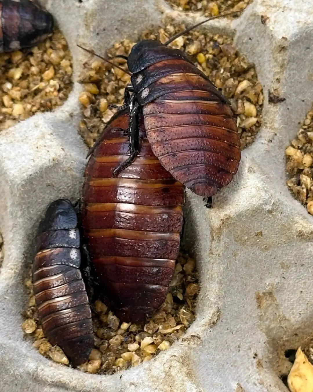 Cockroach