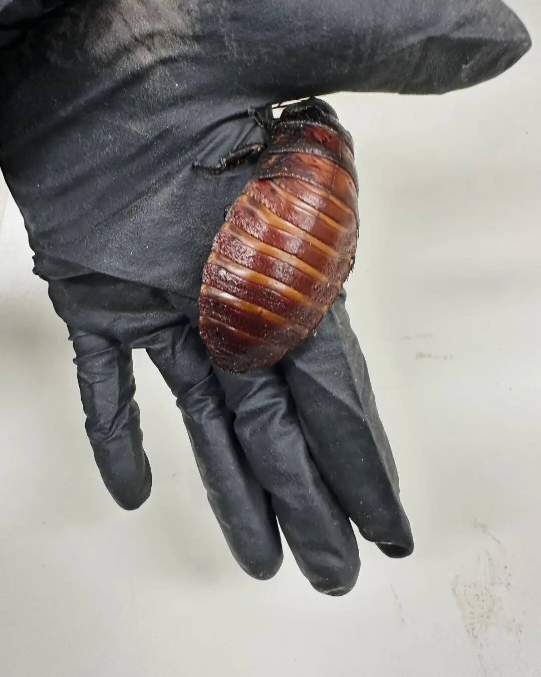Cockroach