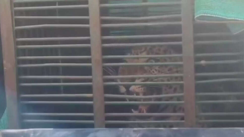 सीकर के लक्ष्मणगढ़ में खेत से लेपर्ड रेस्क्यू, वन विभाग ने ट्रेंक्यूलाइज कर सुरक्षित पकड़ा