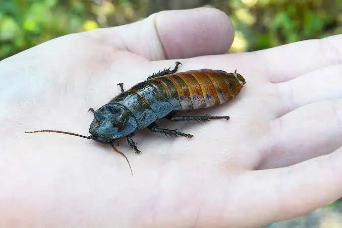 Cockroach
