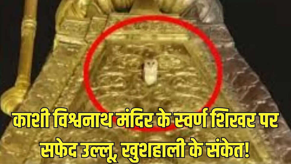 Kashi Vishwanath Temple  काशी विश्वनाथ मंदिर के स्वर्ण शिखर पर सफेद उल्लू, खुशहाली के संकेत!