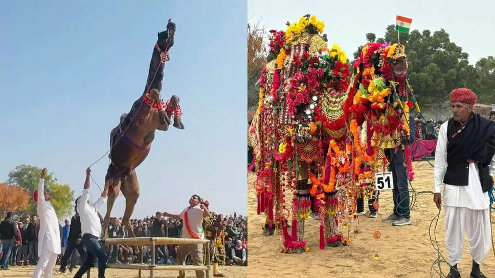 Camel Festival Bikaner ऊंट के जबड़े में युवक का सिर, खाट पर लेटे युवक की छाती पर पांव रखा