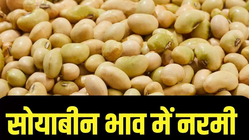 Soybean Bhav  प्लांटों में डिमांड कम होने से सोयाबीन के भाव में आई गिरावट, जाने थोक भाव&nbsp;