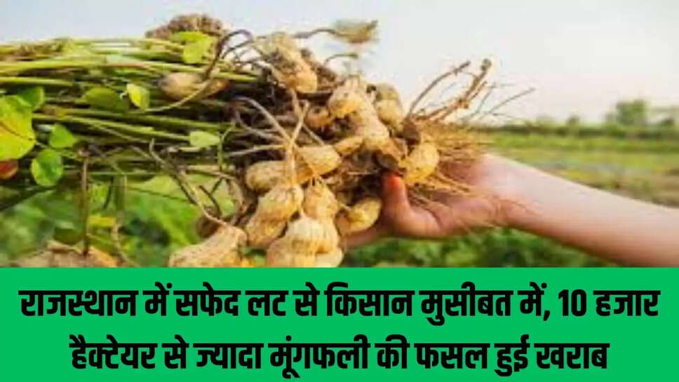 Rajasthan Farmers  राजस्थान में सफेद लट से किसान मुसीबत में, 10 हजार हैक्टेयर से ज्यादा मूंगफली की फसल हुई खराब