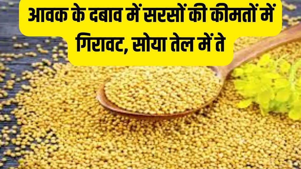 Mandi Bhav  आवक के दबाव में सरसों की कीमतों में गिरावट, सोया तेल में तेजी&nbsp;