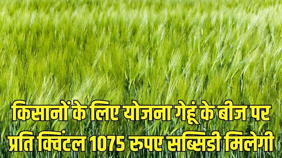 किसानों के लिए योजना गेहूं के बीज पर प्रति क्विंटल 1075 रुपए सब्सिडी मिलेगी