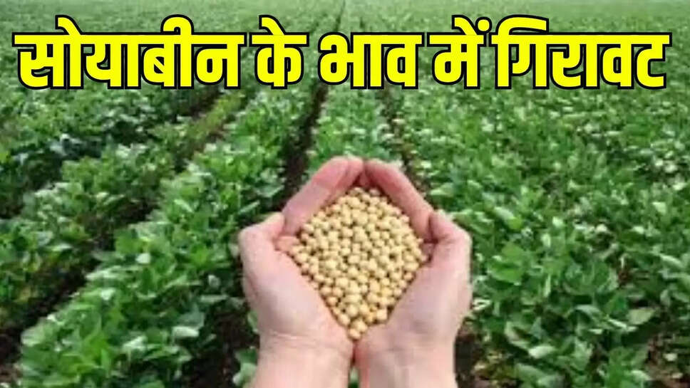 Mandi Bhav  सोयाबीन का भाव सरकारी समर्थन मूल्य से काफी नीचे चल रहा 