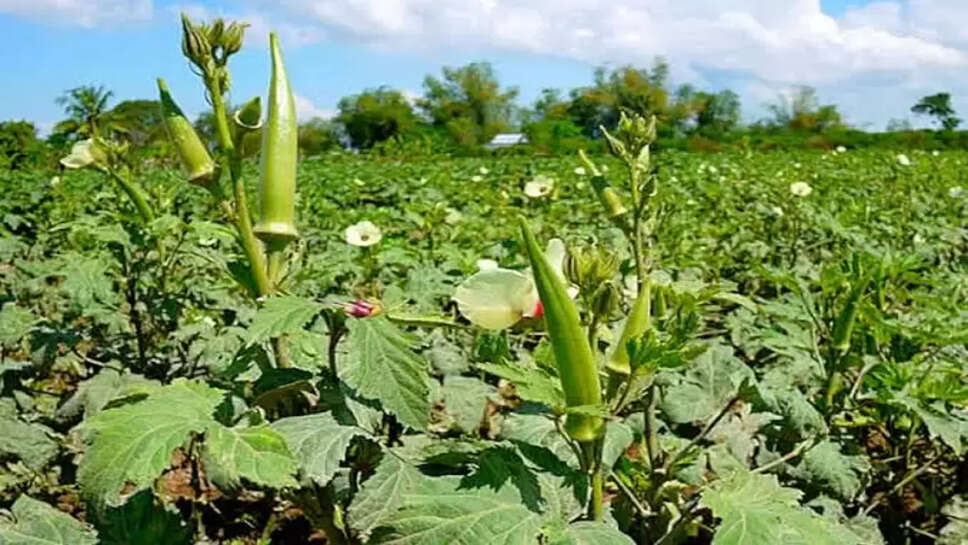 Okra farming 