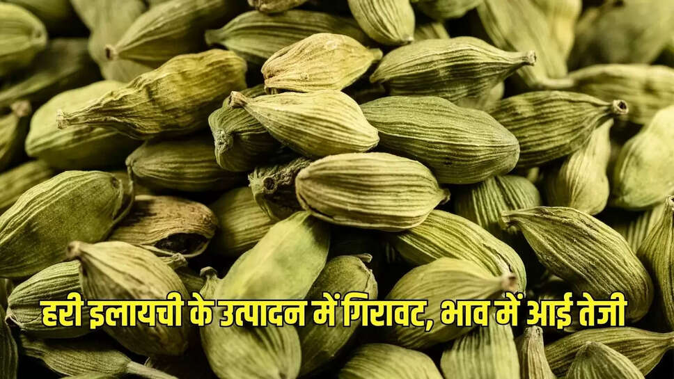 हरी इलायची के उत्पादन में गिरावट, भाव में आई तेजी 