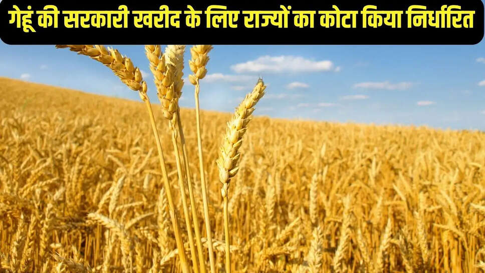 Govt procurement wheat  गेहूं की सरकारी खरीद के लिए राज्यों का कोटा किया निर्धारित, पंजाब से खरीद जाएगी सबसे ज्यादा गेहूं&nbsp;