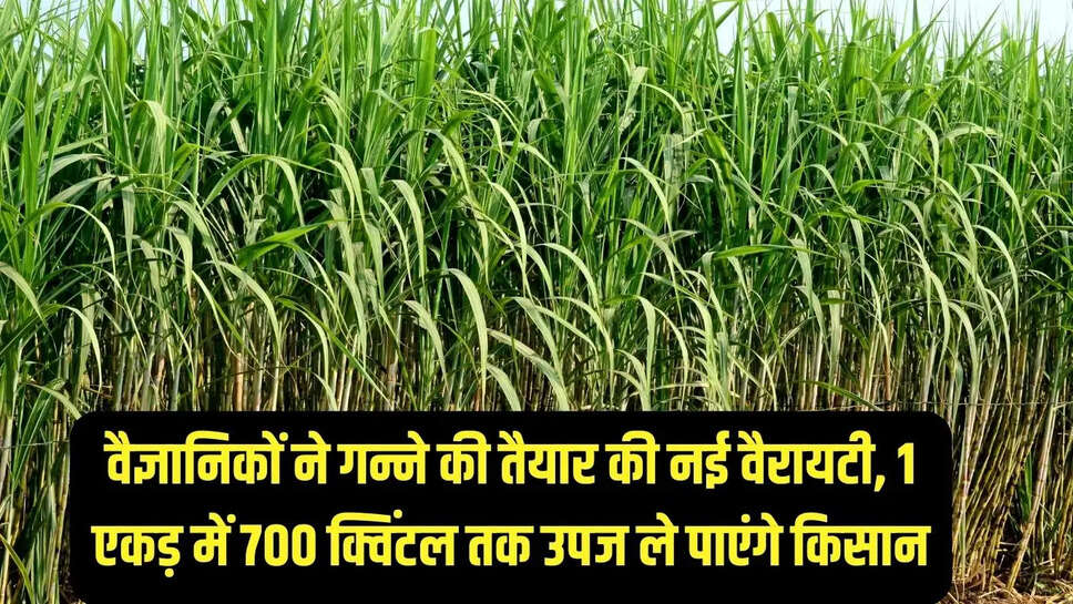 sugarcane Varieties  वैज्ञानिकों ने गन्ने की तैयार की नई वैरायटी, 1 एकड़ में 700 क्विंटल तक उपज ले पाएंगे किसान