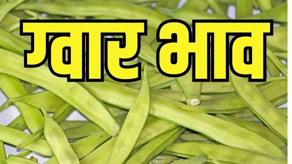 Guar ka Bhav  ग्वार 5200 के भाव ने पकड़ी तेजी, राजस्थान की मंडियों के जाने भाव&nbsp;