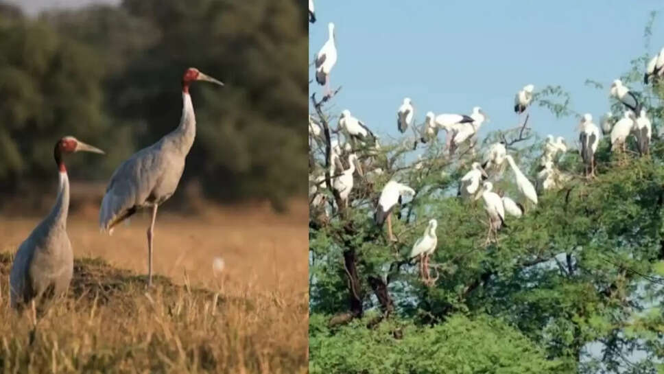 Keoladeo National Park&nbsp; सारस की गिनती कल से, 17 जोन बनाये