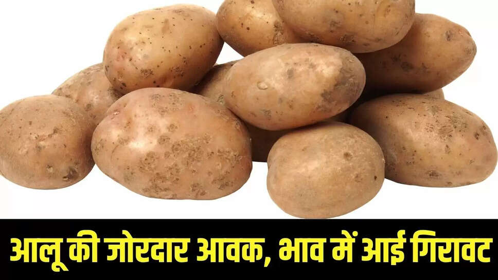 Market Price : आलू की जोरदार आवक, भाव में आई गिरावट 