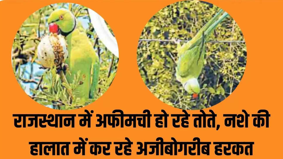 Rajasthan  राजस्थान में अफीमची हो रहे तोते, नशे की हालात में कर रहे अजीबोगरीब हरकत