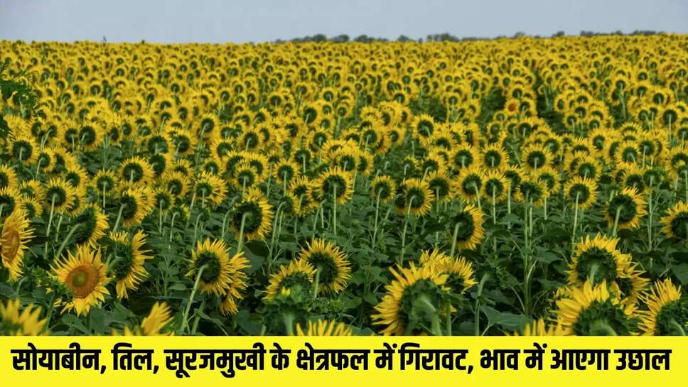 Oilseed Market Bhav : सोयाबीन, तिल, सूरजमुखी के क्षेत्रफल में गिरावट, भाव में आएगा उछाल 