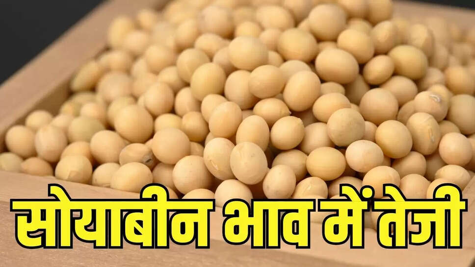 Soybean Bhav : सोयाबीन पर आयात सीमा शुल्क में कटौती की सहमति के बाद सीबोट में भाव उच्चतम स्तर पर पहुंचे&nbsp;