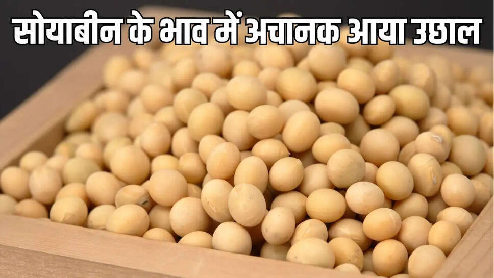 Soybeans Bhav : सोयाबीन के भाव में अचानक आया उछाल, 5 प्रतिशत से ज्यादा की जबरदस्त वृद्धि&nbsp;