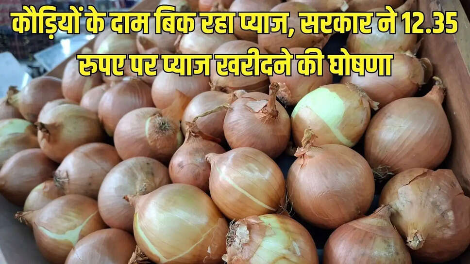 Pyaj Bhav Today  कौड़ियों के दाम बिक रहा प्याज, सरकार ने 12.35 रुपए पर प्याज खरीदने की घोषणा