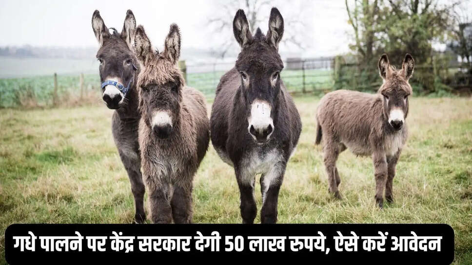 Donkey Rear&nbsp;: गधे पालने पर केंद्र सरकार देगी 50 लाख रुपये, ऐसे करें आवेदन&nbsp;
