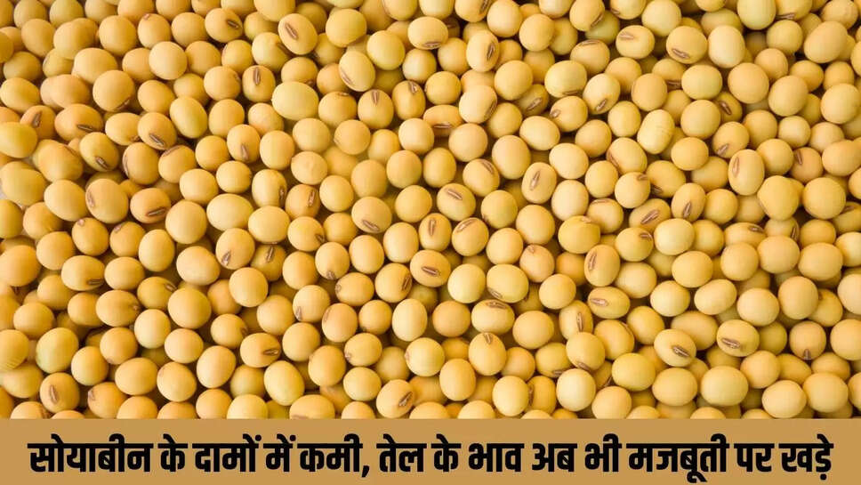 Mandi Bhav : सोयाबीन के दामों में कमी, तेल के भाव अब भी मजबूती पर खड़े