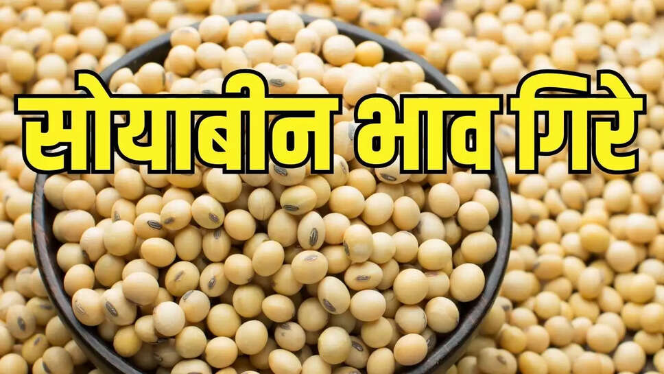 Mandi Bhav : आवक का दबाव व कमजोर खरीदी से सोयाबीन के भाव में गिरावट, आयात शुल्क बढ़ाने की मांग 