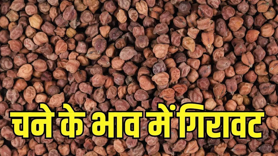 Chana Bhav  चने के भाव में गिरावट, एमएसपी से भी नीचे पहुंची की कीमत&nbsp;