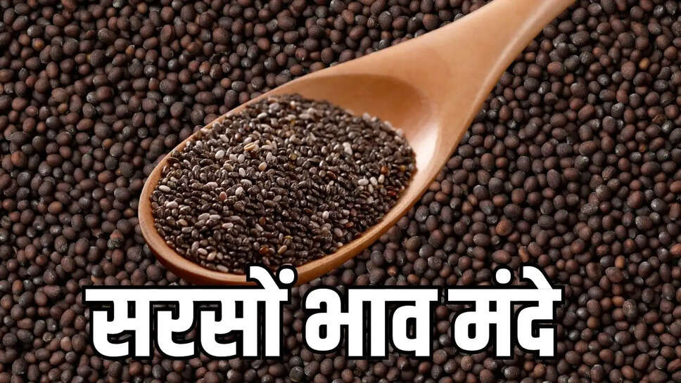 Mustard Bhav  सरसों के भाव किसानों को दे रहे झटका, पिछले साल से 1500 रुपये प्रति क्विंटल कम बिक रही&nbsp;