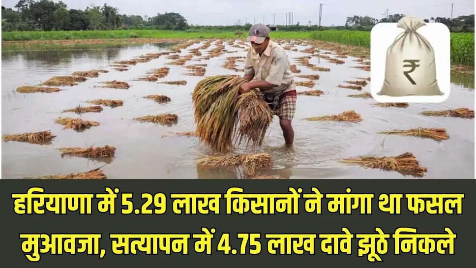Crop Compensation  हरियाणा में 5.29 लाख किसानों ने मांगा था फसल मुआवजा, सत्यापन में 4.75 लाख दावे झूठे निकले