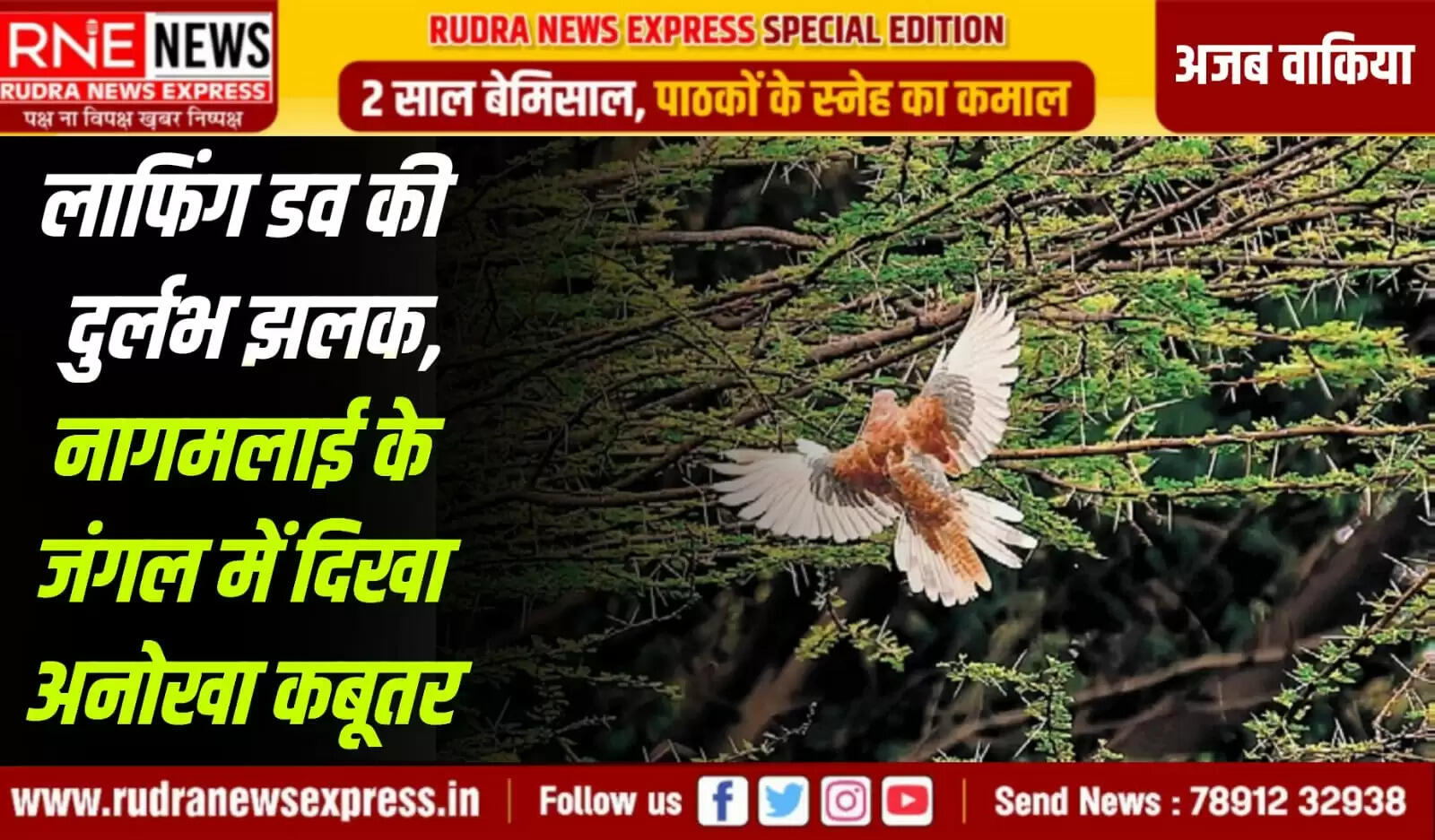 तमिलनाडु में दिखा ' हंसता हुआ कबूतर ', सब अचंभित, नागमलाई पहाड़ी के जंगल में दिखा ये दुर्लभ कबूतर