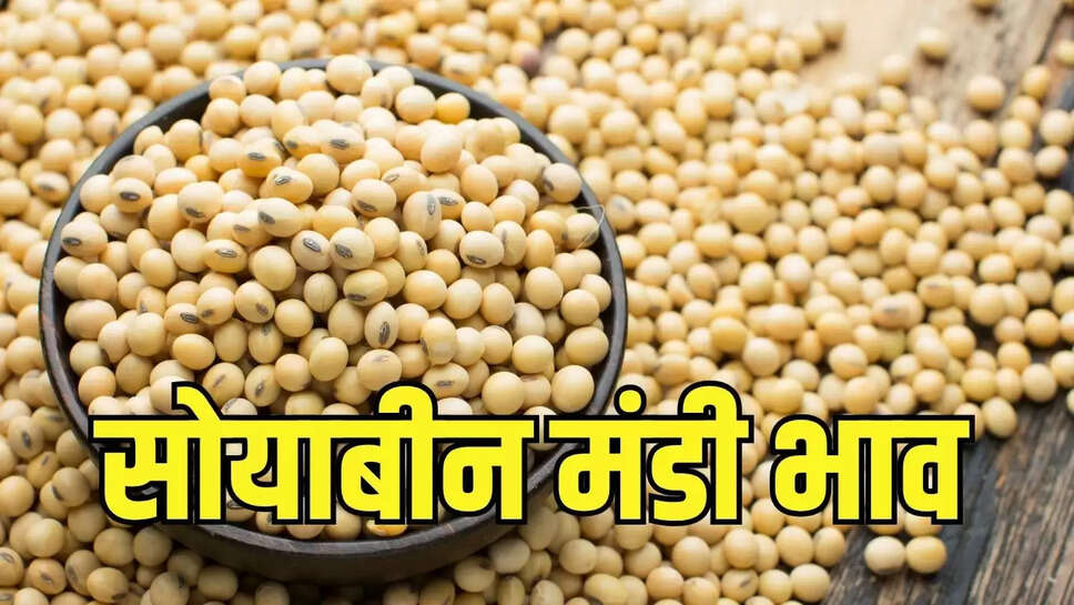 Soybean Price : सोयाबीन खली के निर्यात में गिरावट, रेपसीड मील का उत्पादन बढ़ा