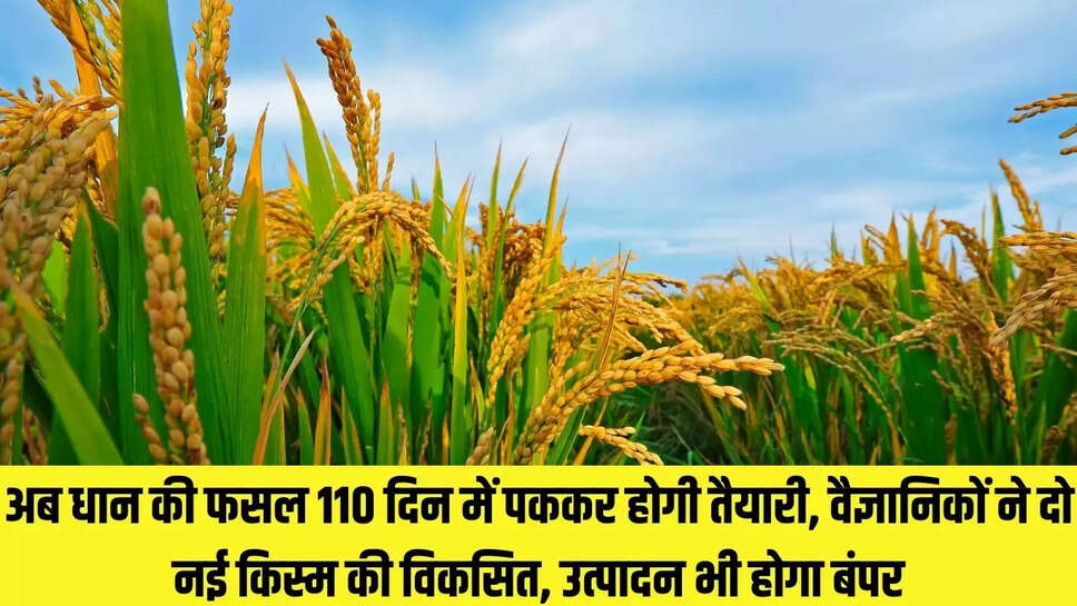 Paddy variety  अब धान की फसल 110 दिन में पककर होगी तैयारी, वैज्ञानिकों ने दो नई किस्म की विकसित, उत्पादन भी होगा बंपर